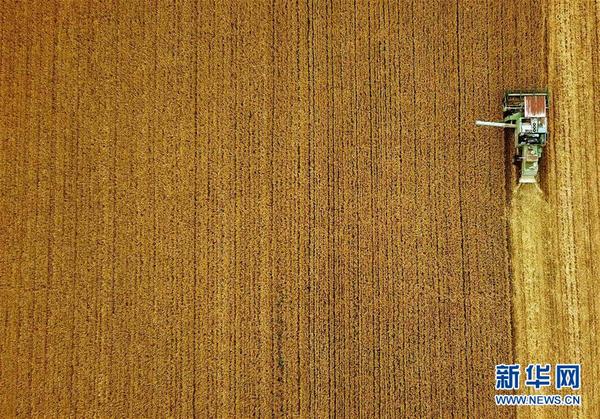 （新华全媒头条·图文互动）（7）大国粮仓的新时代交响——河南农业70年观察